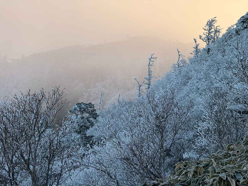 氷点下の環境下で霧が氷になる霧氷。