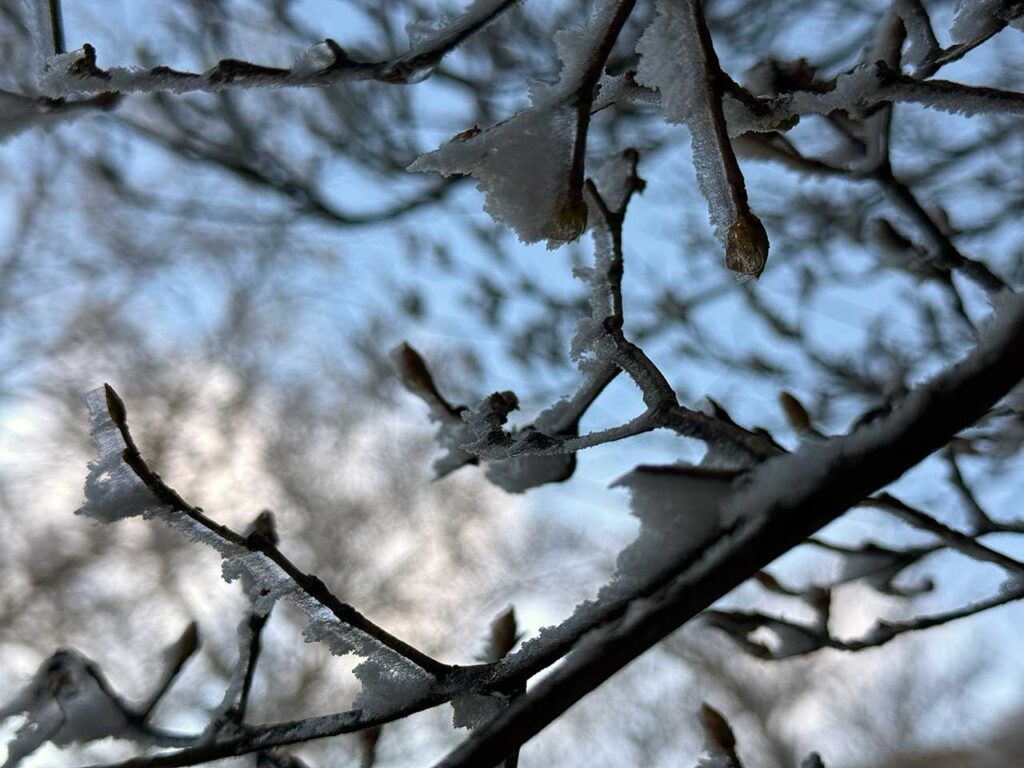 剣山山頂の木々にだけ出現する霧氷。