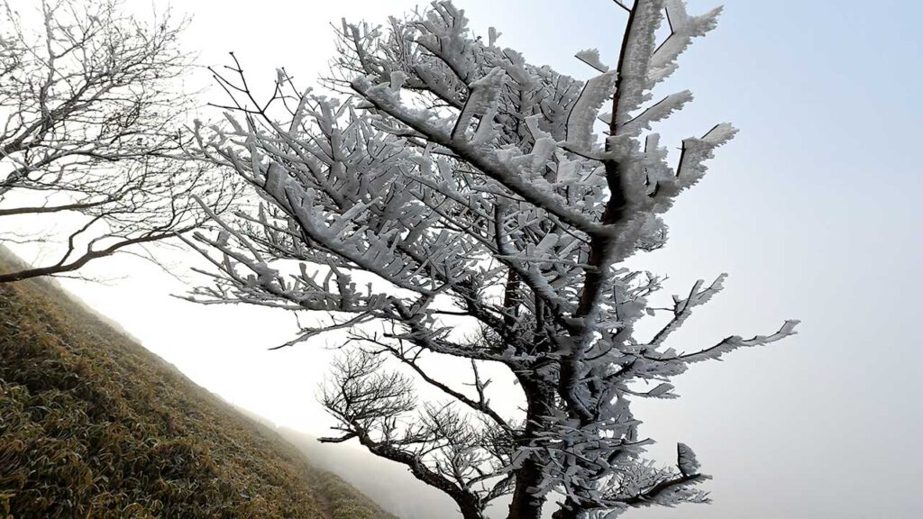 剣山山頂に現れた霧氷